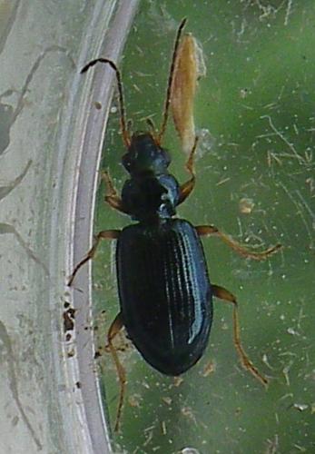 Réf. 208 109 : Bembidion latinum
